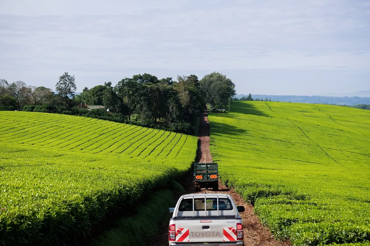 Lush tea plantation background